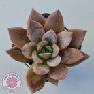 Echeveria 'Purple Champagne'