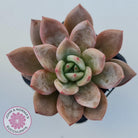 Echeveria 'Purple Champagne'