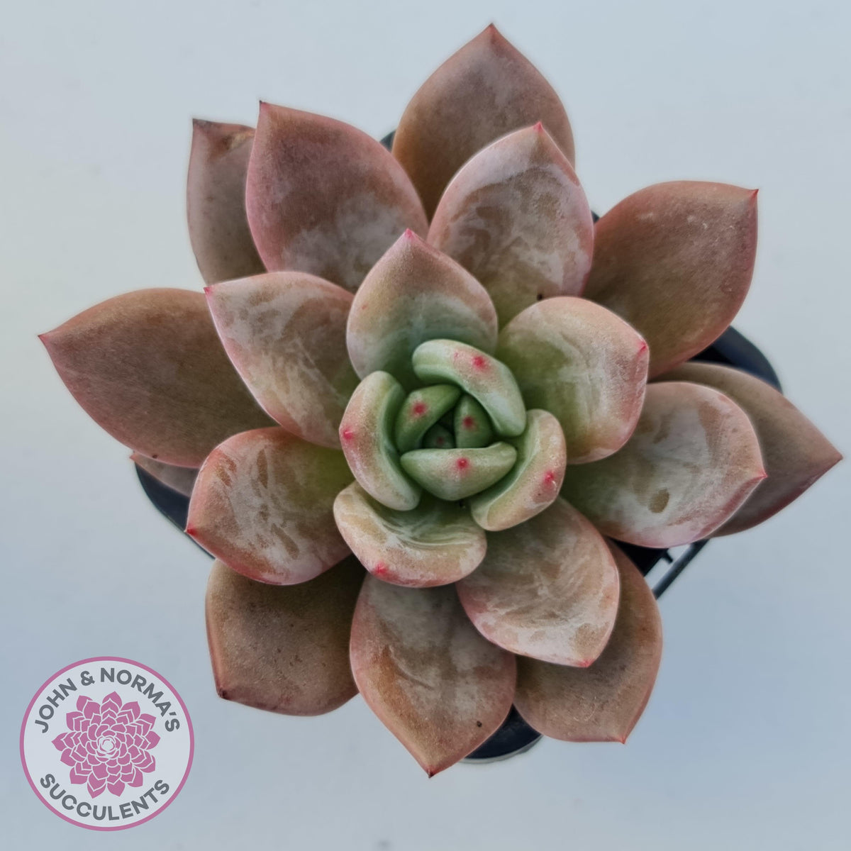 Echeveria 'Purple Champagne'