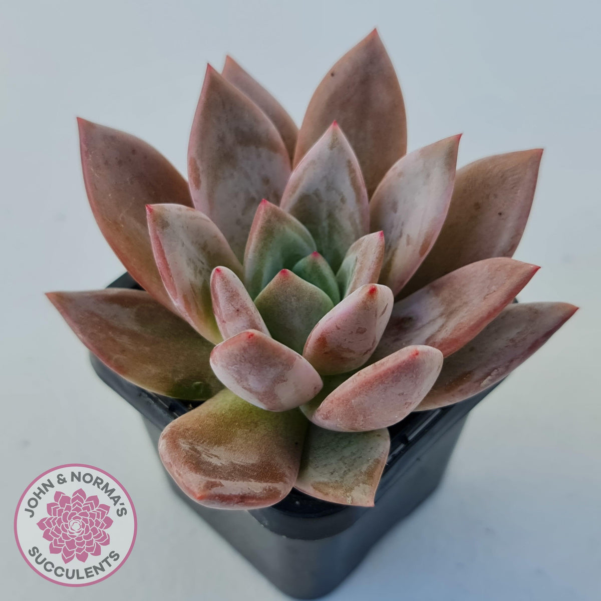 Echeveria 'Purple Champagne'