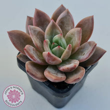 Load image into Gallery viewer, Echeveria &#39;Purple Champagne&#39; - John &amp; Norma&#39;s Succulents Australia
