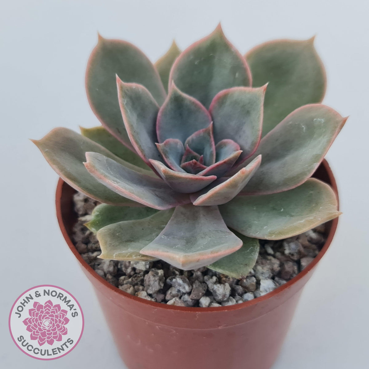 Echeveria Purple Lotus