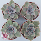 Echeveria Purple Lotus