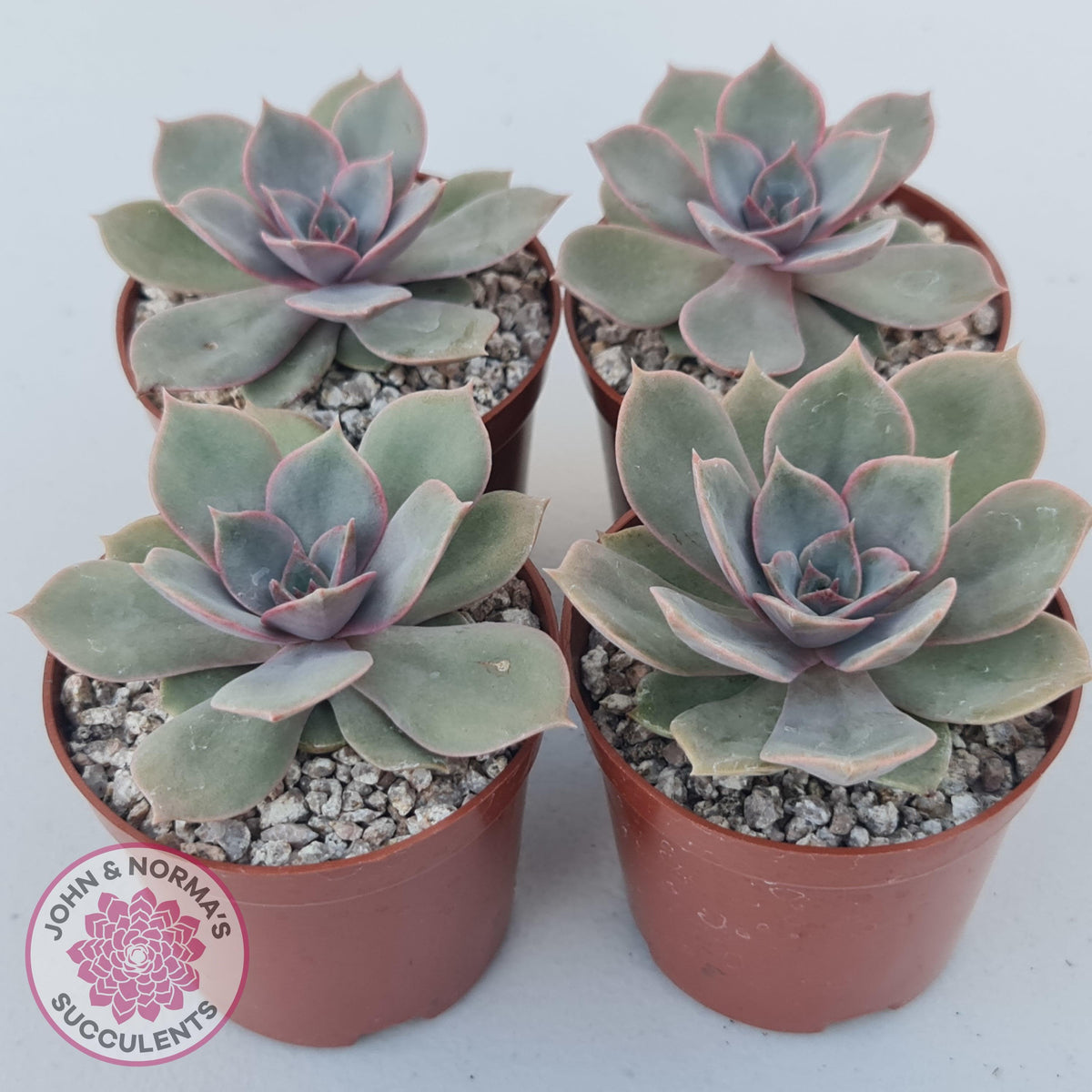 Echeveria Purple Lotus