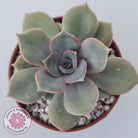 Echeveria Purple Lotus