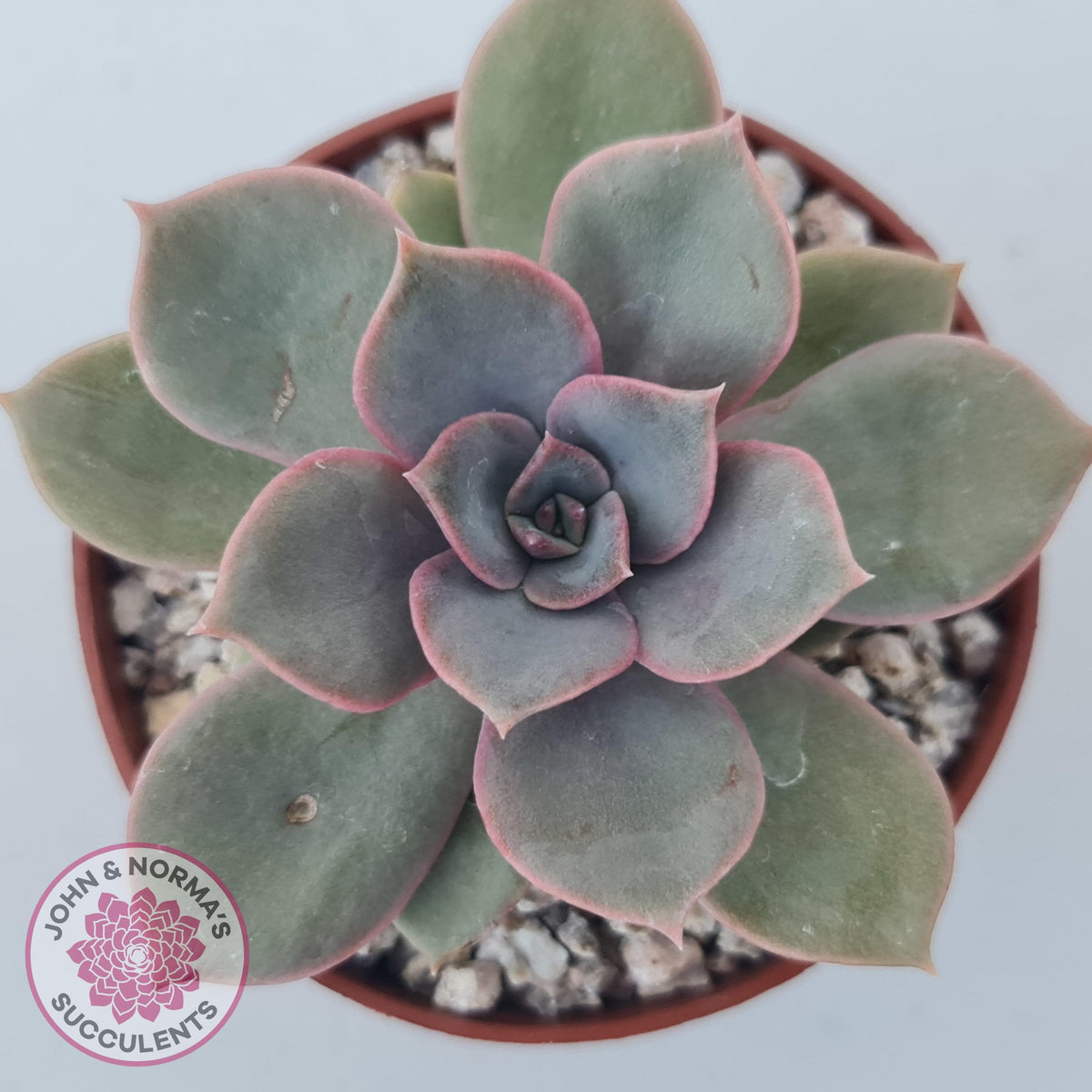 Echeveria Purple Lotus