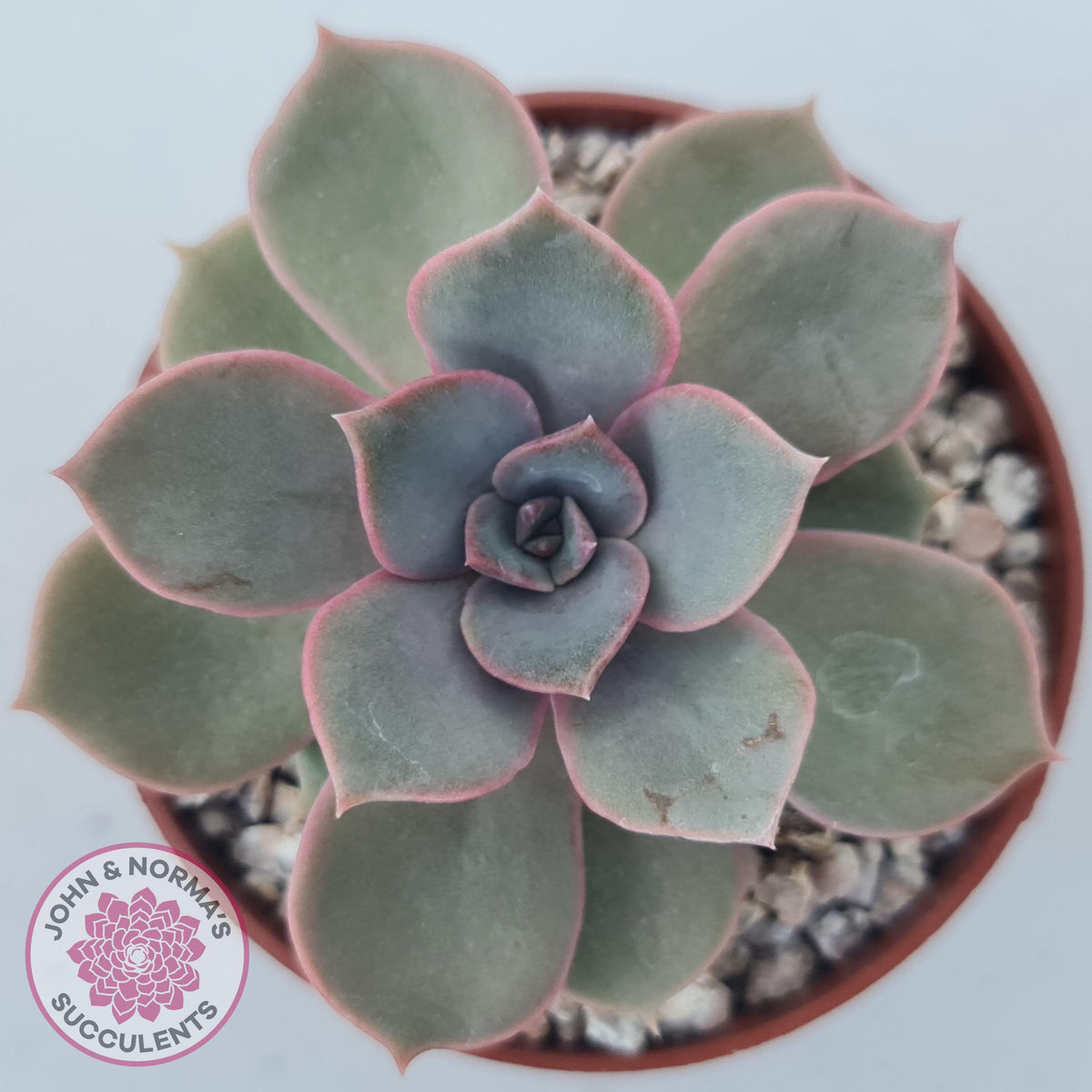 Echeveria Purple Lotus