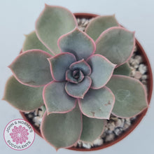 Load image into Gallery viewer, Echeveria Purple Lotus - John &amp; Norma&#39;s Succulents Australia
