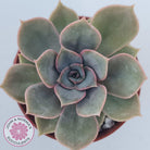 Echeveria Purple Lotus