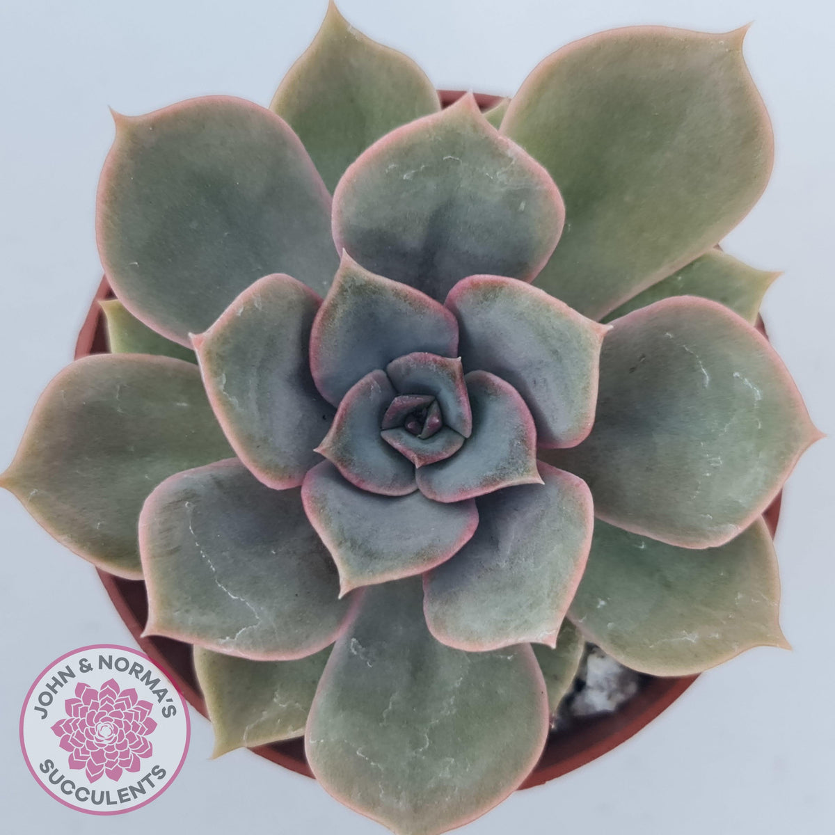 Echeveria Purple Lotus