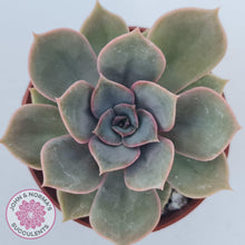 Load image into Gallery viewer, Echeveria Purple Lotus - John &amp; Norma&#39;s Succulents Australia
