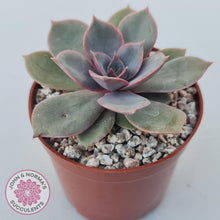 Load image into Gallery viewer, Echeveria Purple Lotus - John &amp; Norma&#39;s Succulents Australia
