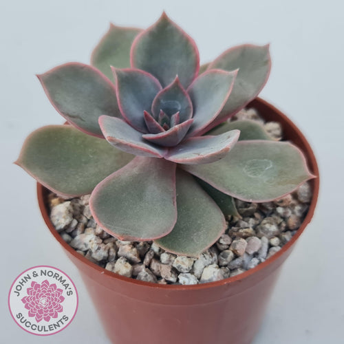 Echeveria Purple Lotus - John & Norma's Succulents Australia