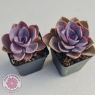 Echeveria 'Purple Pearl'