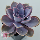 Echeveria 'Purple Pearl'