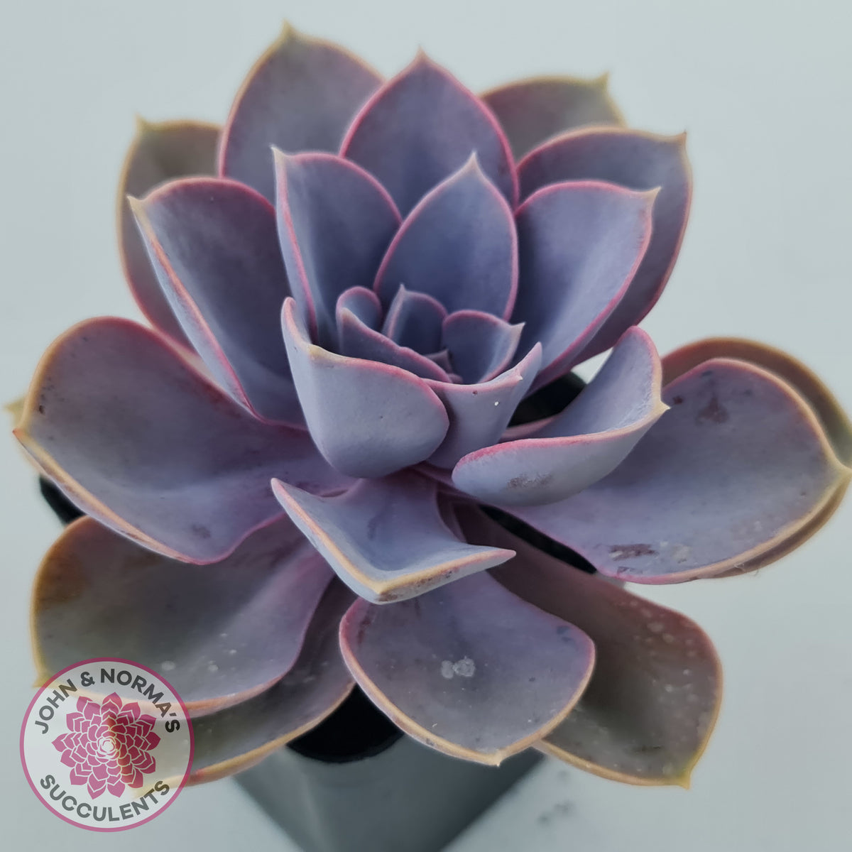 Echeveria 'Purple Pearl'