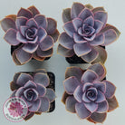 Echeveria 'Purple Pearl'