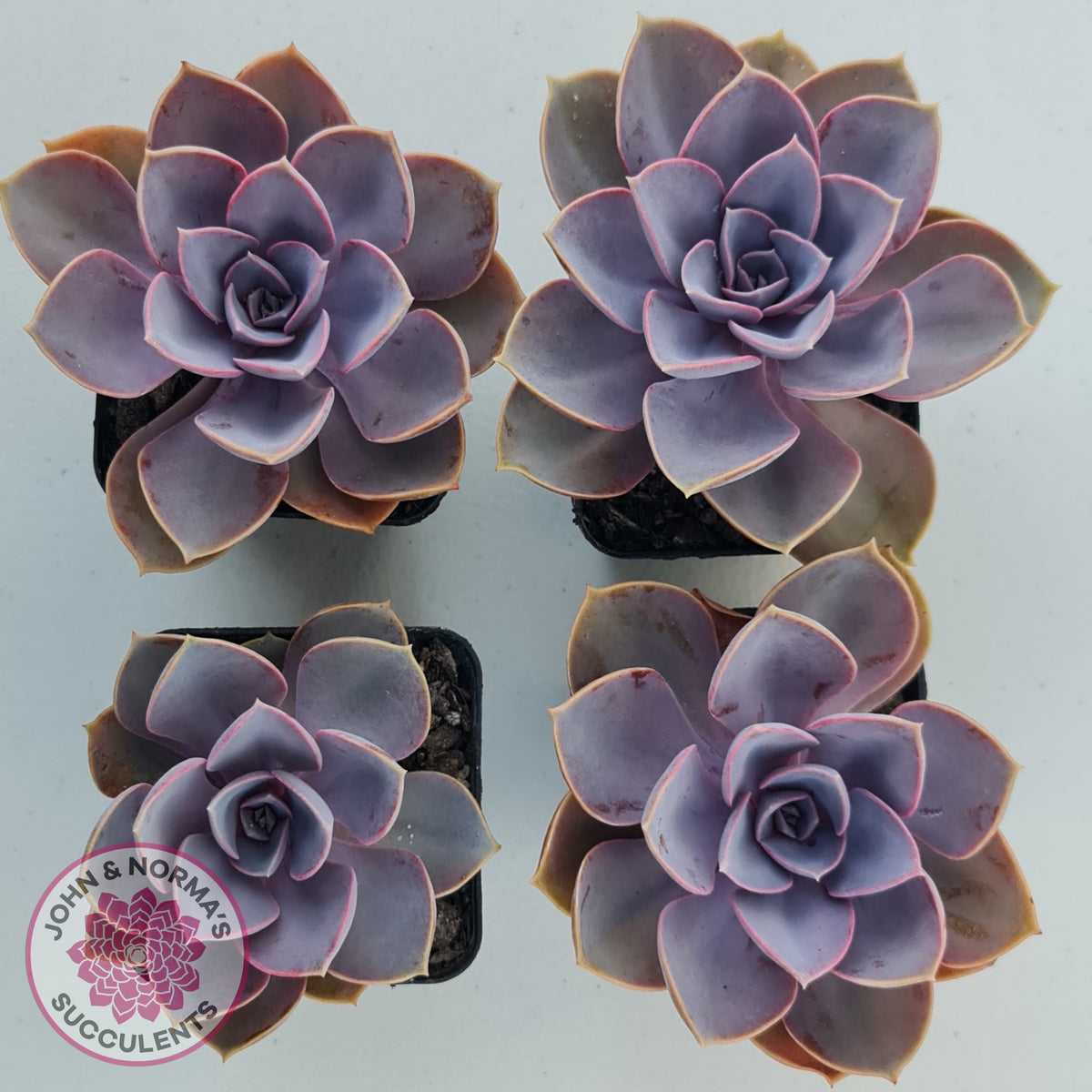 Echeveria 'Purple Pearl'