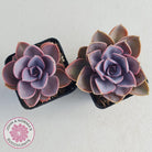 Echeveria 'Purple Pearl'