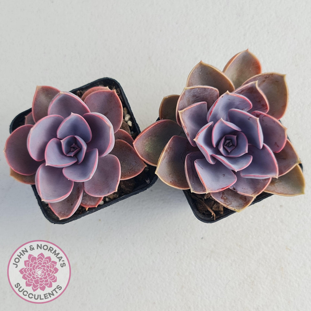 Echeveria 'Purple Pearl'