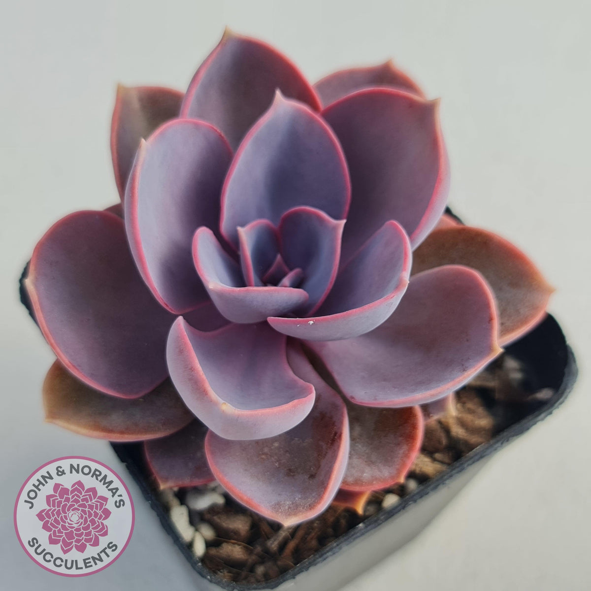 Echeveria 'Purple Pearl'