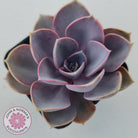 Echeveria 'Purple Pearl'