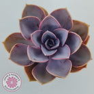 Echeveria 'Purple Pearl'