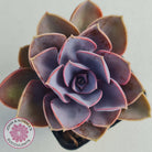 Echeveria 'Purple Pearl'