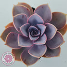Echeveria 'Purple Pearl'