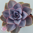 Echeveria 'Purple Pearl'