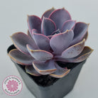 Echeveria 'Purple Pearl'