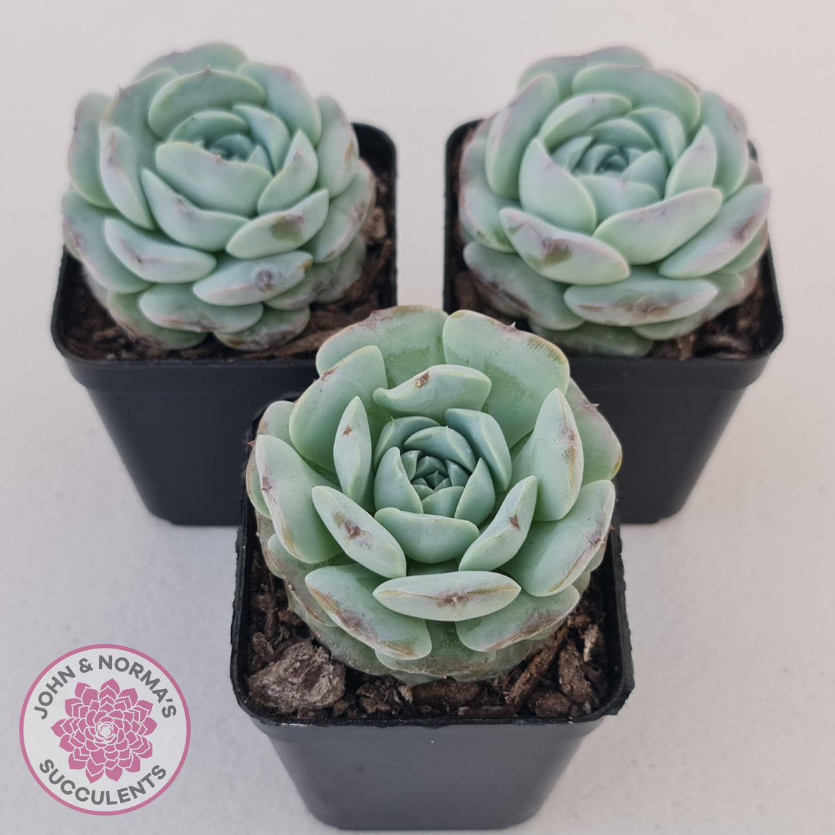 Echeveria Purple Soul