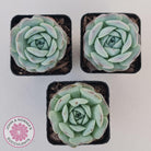 Echeveria Purple Soul