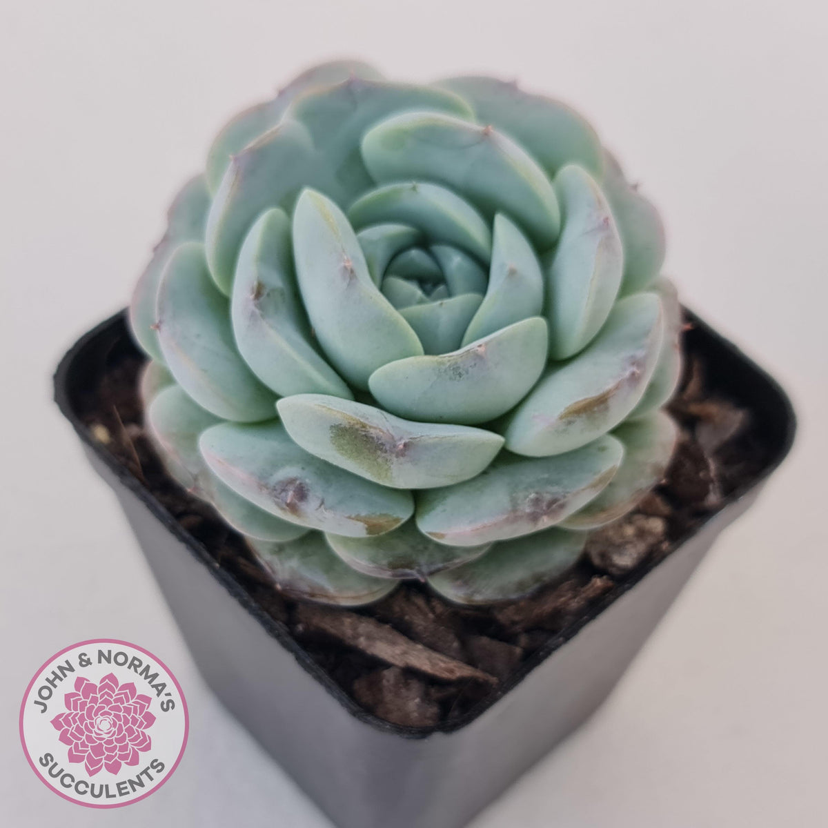 Echeveria Purple Soul