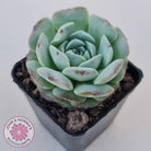 Echeveria Purple Soul