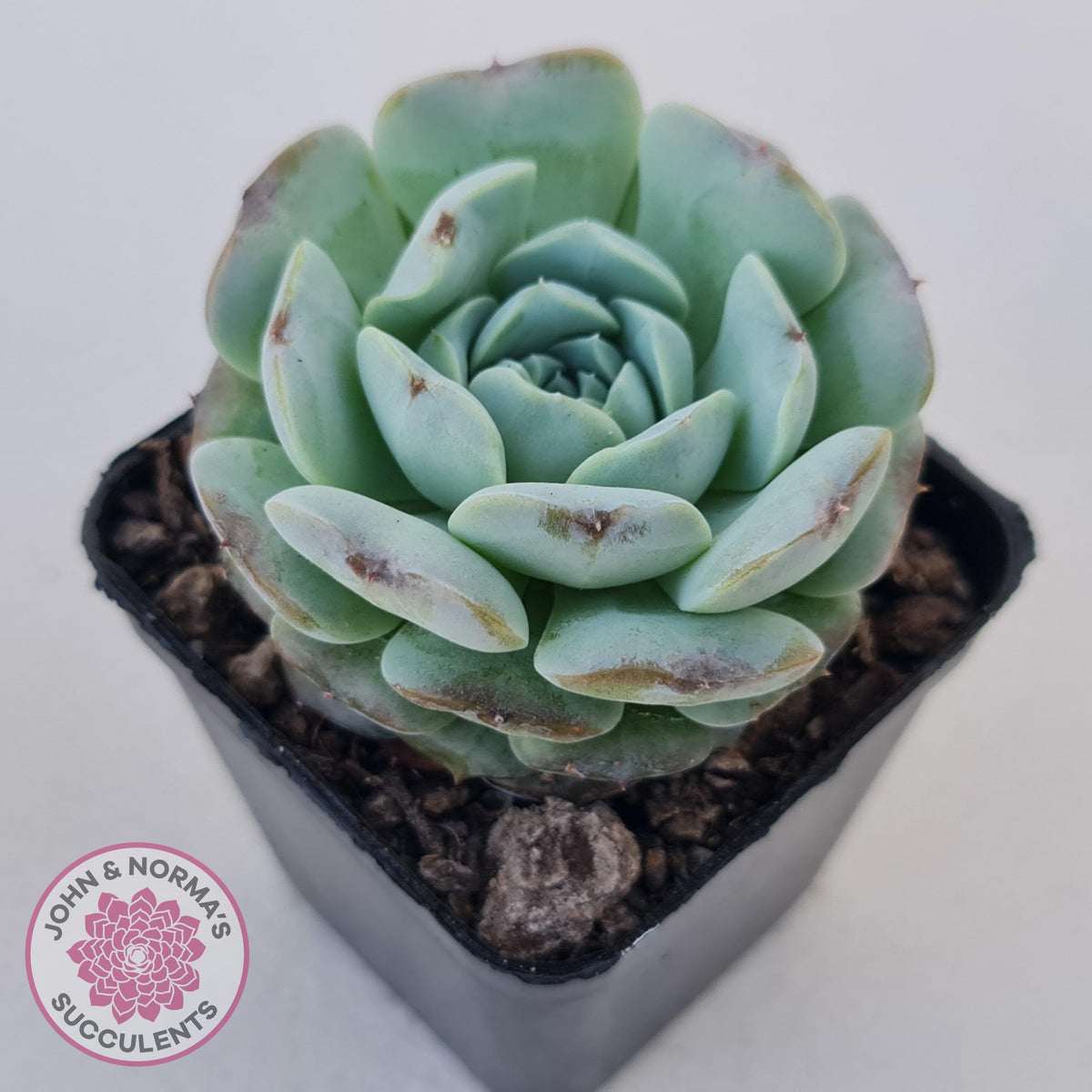 Echeveria Purple Soul