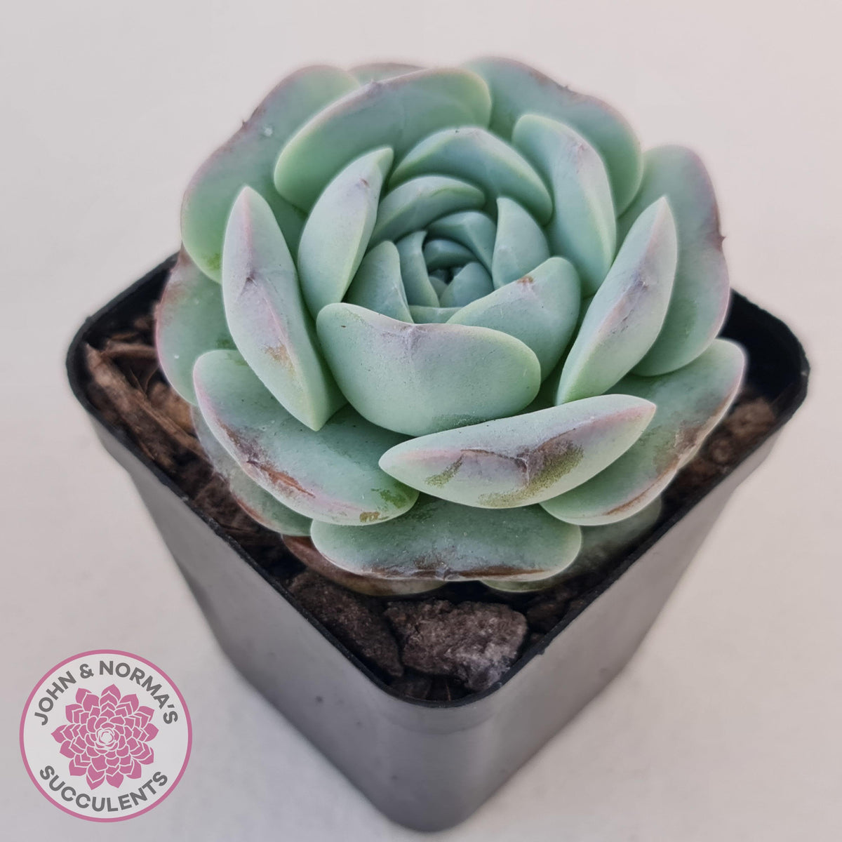 Echeveria Purple Soul