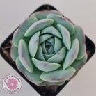 Echeveria Purple Soul