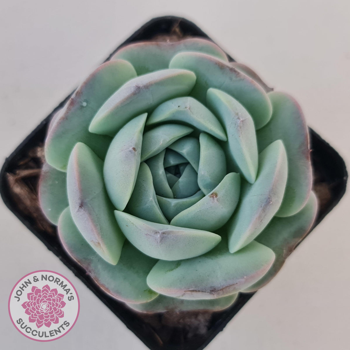 Echeveria Purple Soul