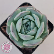 Load image into Gallery viewer, Echeveria Purple Soul - John &amp; Norma&#39;s Succulents Australia
