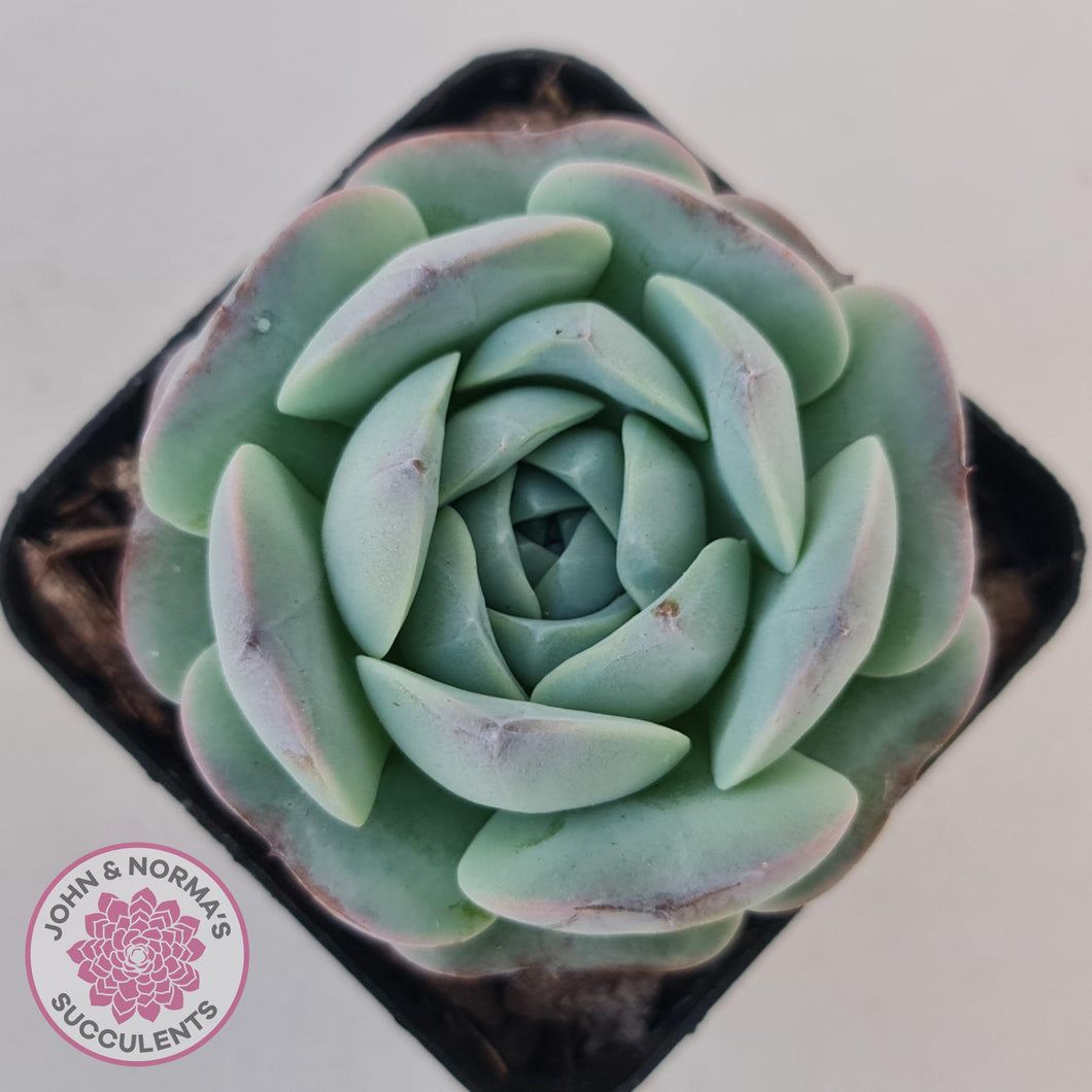 Echeveria Purple Soul - John & Norma's Succulents Australia