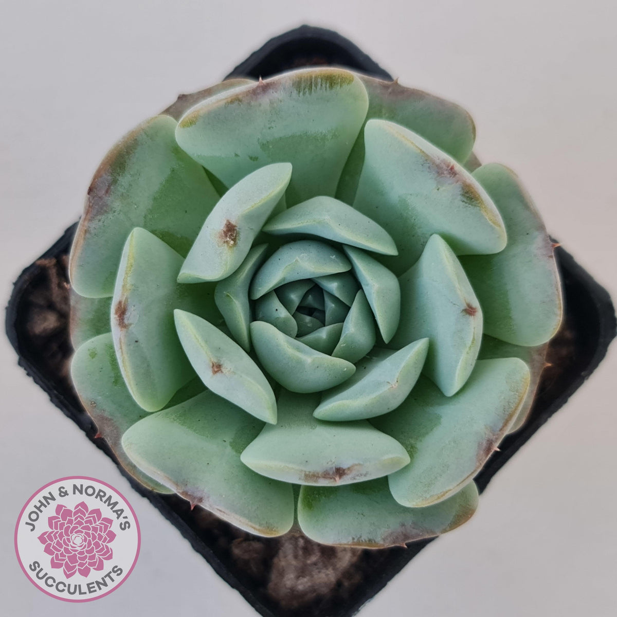 Echeveria Purple Soul