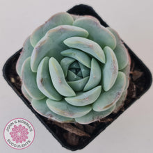 Load image into Gallery viewer, Echeveria Purple Soul - John &amp; Norma&#39;s Succulents Australia
