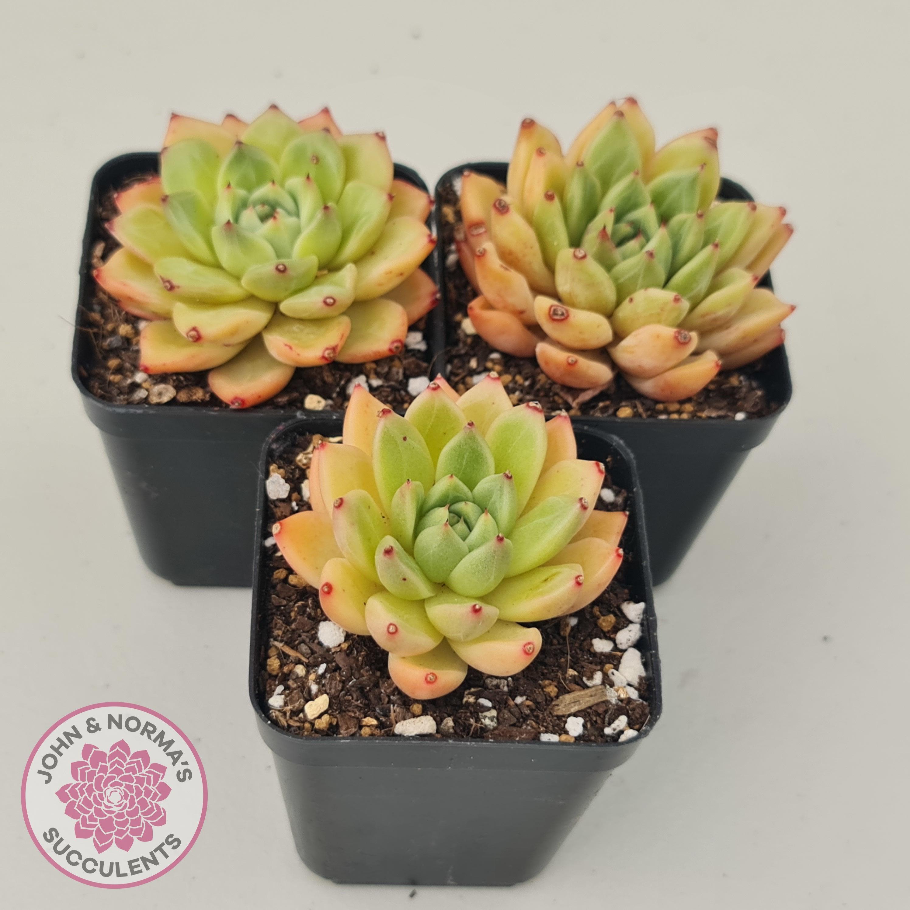 Echeveria Rajoya | John & Norma's Succulents