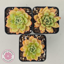 Load image into Gallery viewer, Echeveria Rajoya - John &amp; Norma&#39;s Succulents
