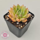 Echeveria Rajoya