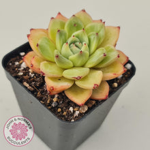 Load image into Gallery viewer, Echeveria Rajoya - John &amp; Norma&#39;s Succulents
