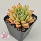 Echeveria Rajoya