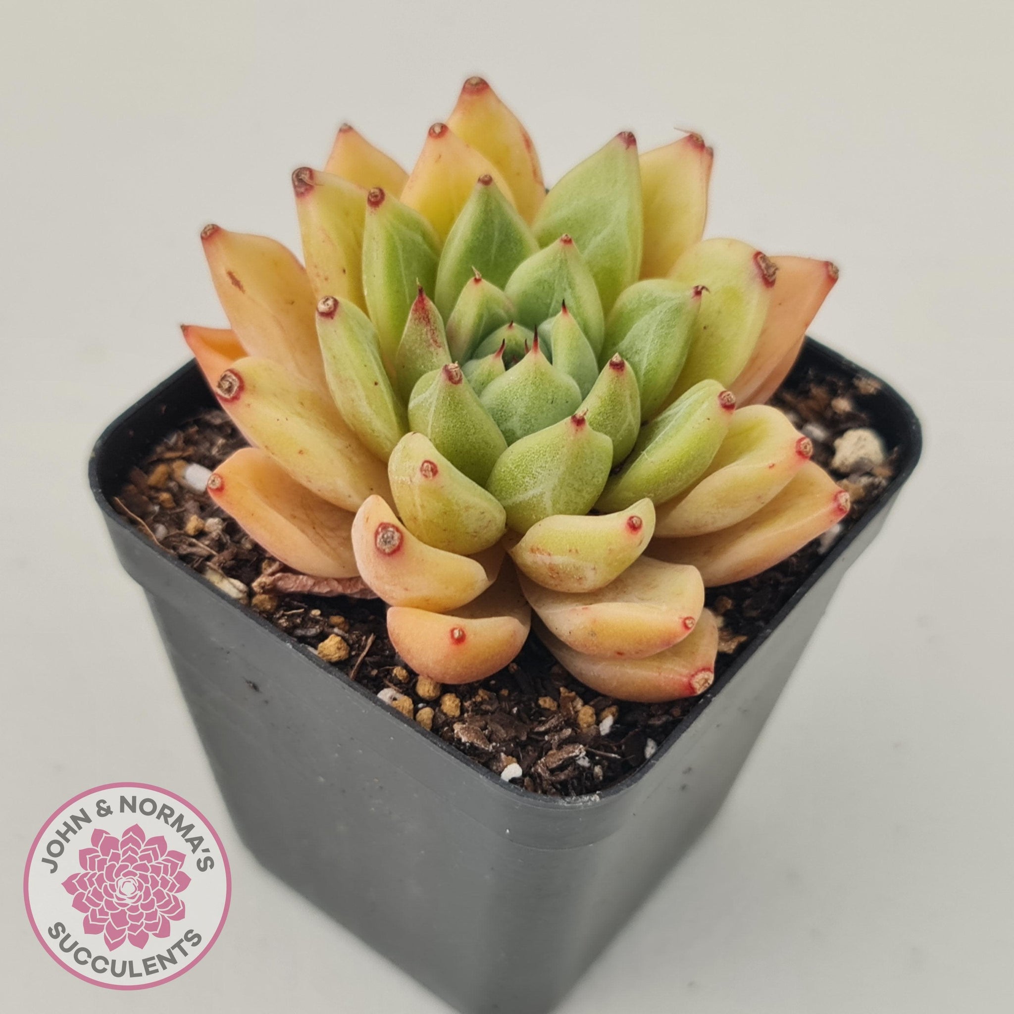 Echeveria Rajoya | John & Norma's Succulents