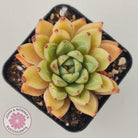 Echeveria Rajoya